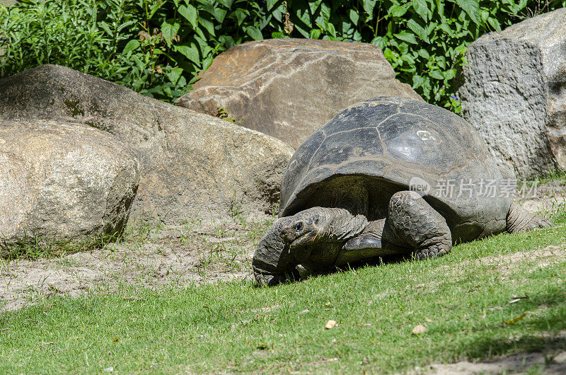 Geochelone大象:galapagos tortoise